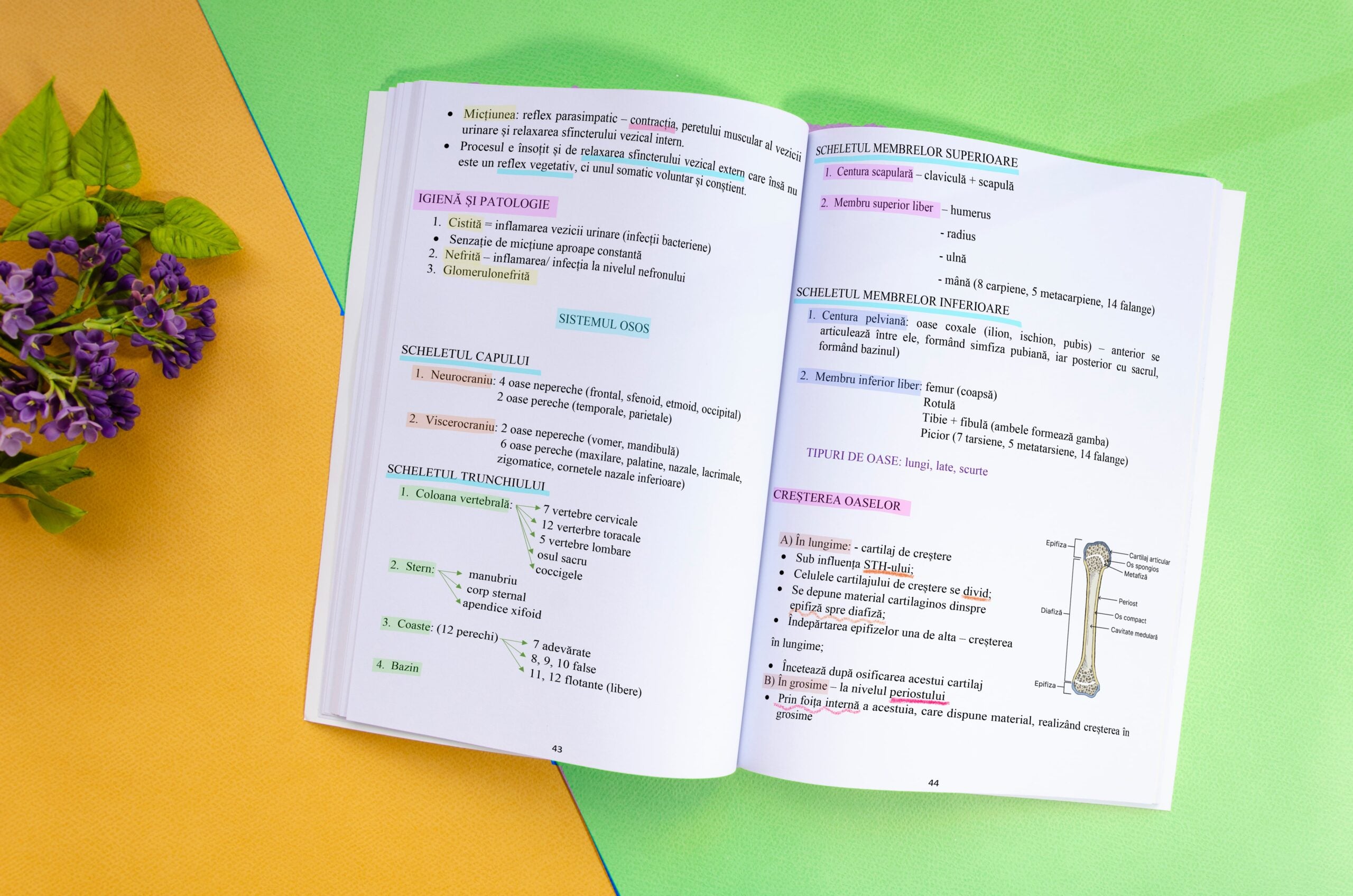 1. Interior-Carte-Anatomie-Bacalaureat-Bacademia-min